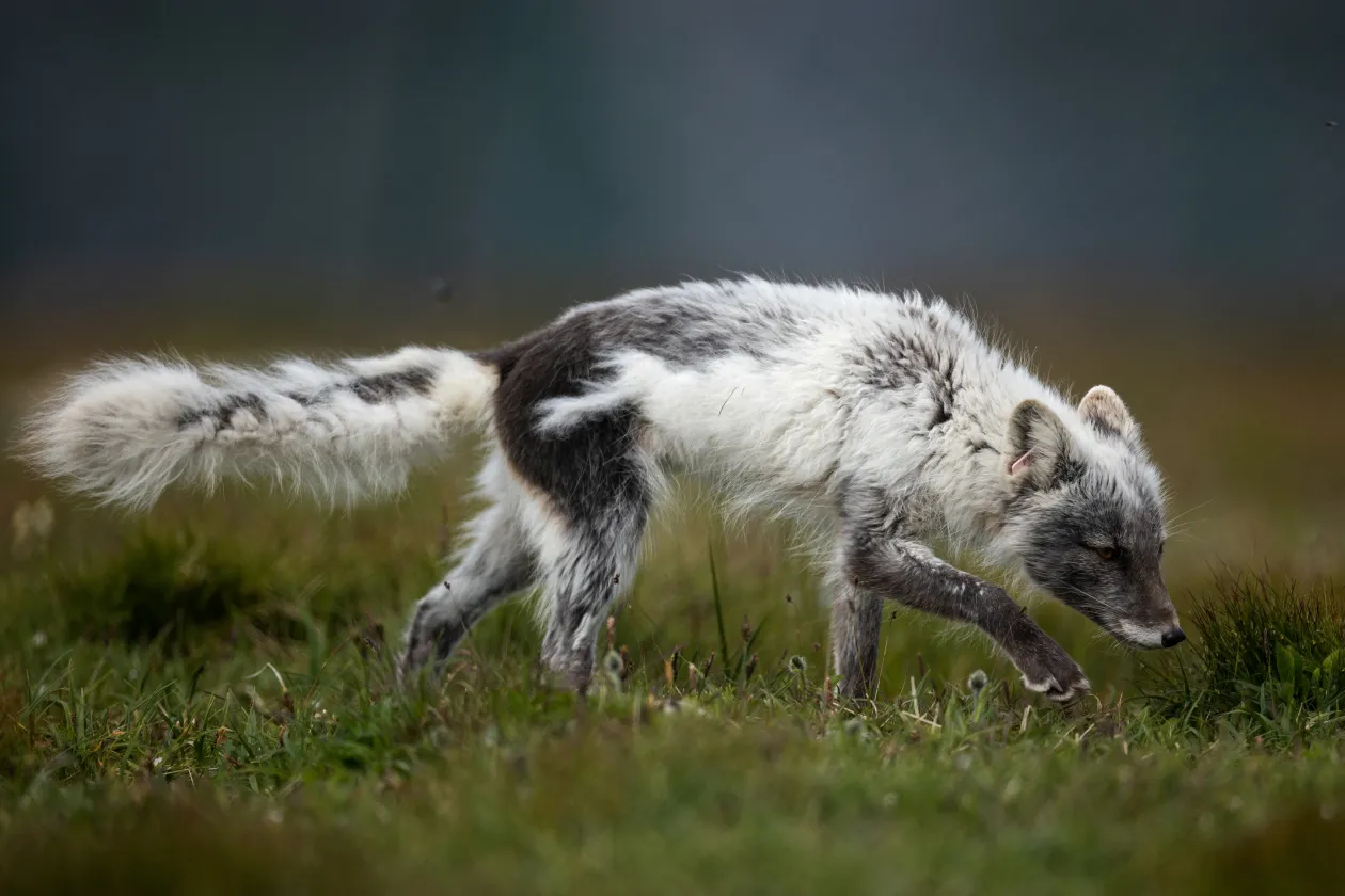 A Fo, Téliből nyáriba váltó bundájú sarki róka – Fotó: Lisi Niesner / Reuters