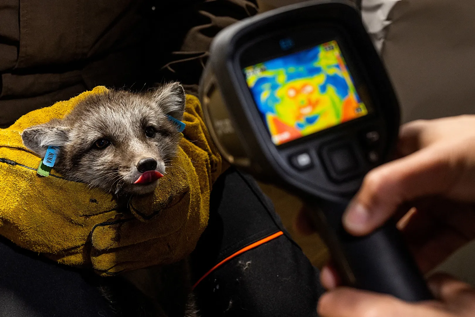 A kutatók hőkamerával is készítenek képet a sarki rókák egészségügyi vizsgálata során – Fotó: Lisi Niesner / Reuters
