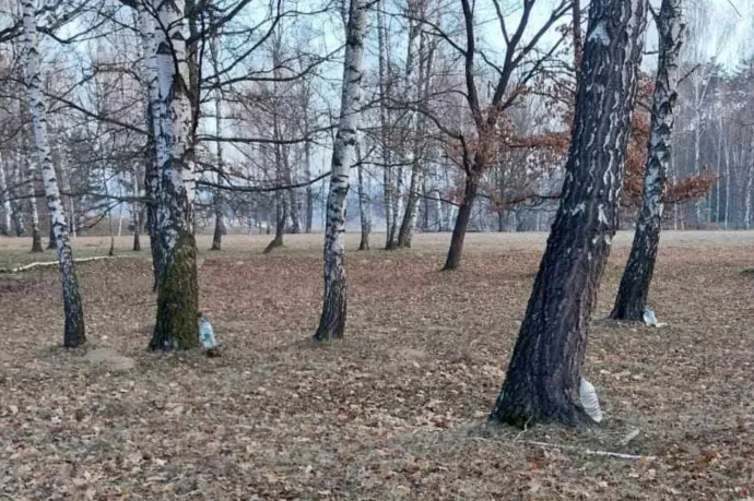 Szigorúan tilos a nyírfavíz gyűjtése a Rétyi Nyír természetvédelmi területen, de nem mindenki tartja be
