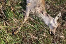 Rágcsálóirtó szerek: több tucat szarvas-, nyúl- és rókatetemet találtak a Temes és Arad megyei mezőkön