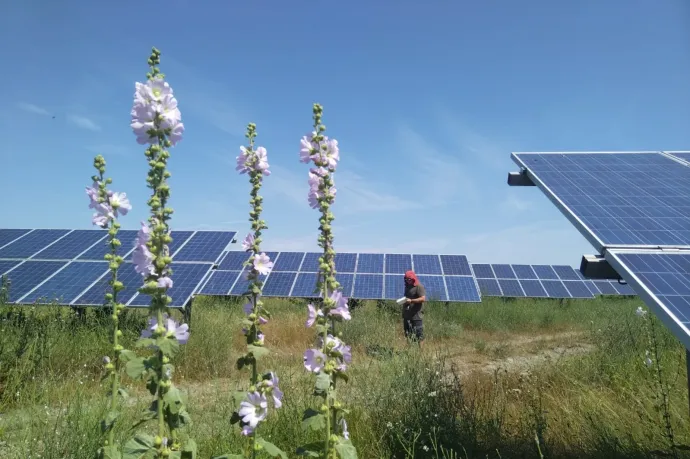 Zöld szigetként is működhetnek a napelemparkok, ha megfelelő helyre telepítik őket