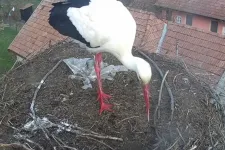 Érkeznek a gólyák Erdélybe: a sáromberki webkamera rögzítette az első vándor leszállását