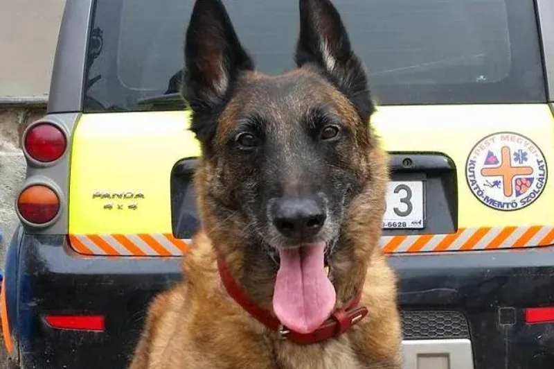 Elpusztult Symba, az egyik leghíresebb magyar mentőkutya