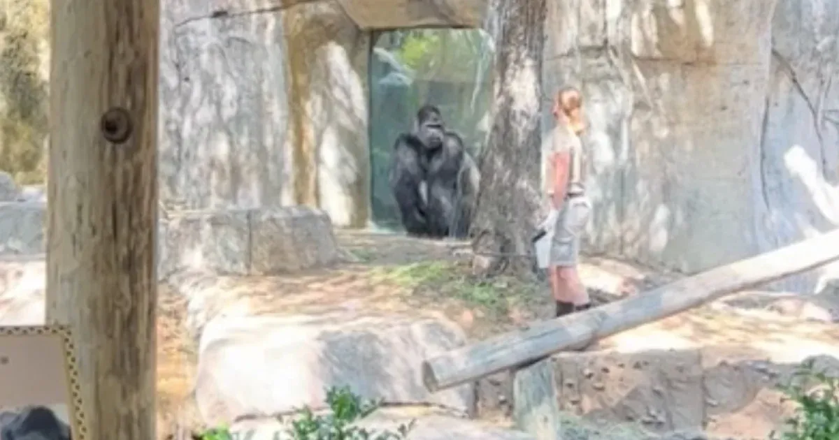 Virális lett a videó arról, ahogy egy gorilla rátámad a gondozóira egy texasi állatkertben