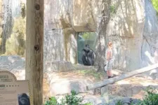 Virális lett a videó arról, ahogy egy gorilla rátámad a gondozóira egy texasi állatkertben
