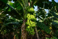A klímaváltozás a banán árát is meg fogja dobni