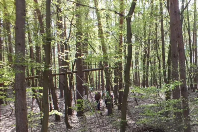 Felfüggesztett börtönt kapott a 76 éves férfi, aki 200-as szöggel végezte ki az unokája huskyját