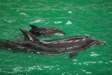 Először született fogságban életképes delfinborjú Romániában