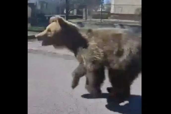 Embereket harapott és karmolt meg egy medve Liptószentmiklós belvárosában