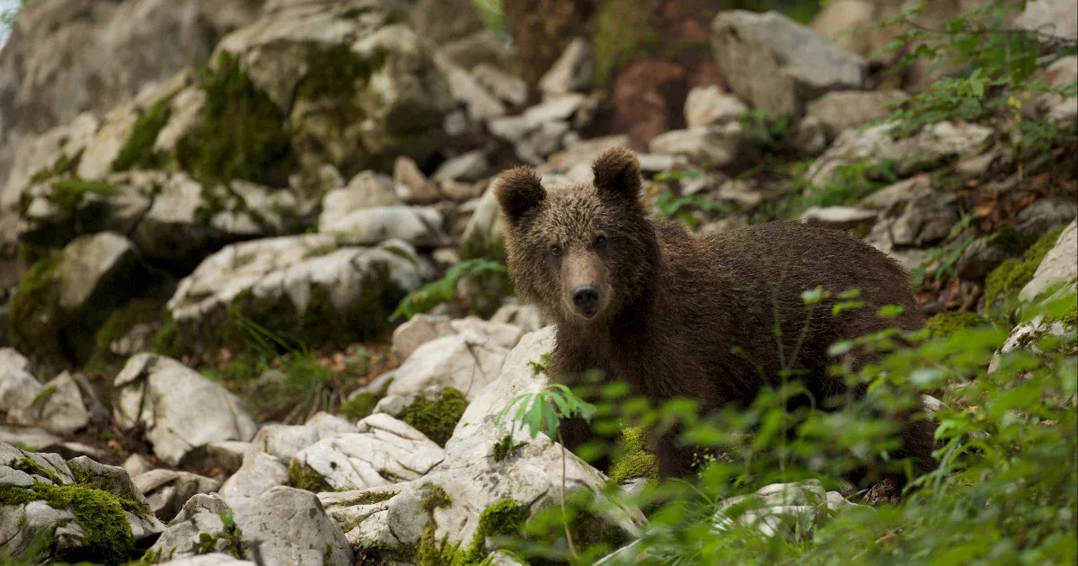 A két egymást követő véres medvetámadás után újra fellángolt a vita a megoldásról Szlovákiában