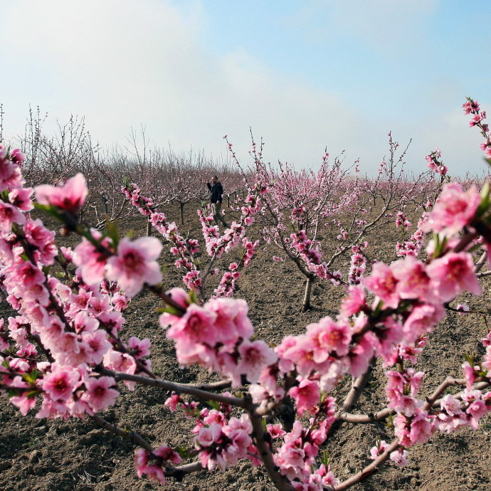 Hol eszik a legtöbb zöldséget és gyümölcsöt Európában?