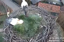Megérkeztek a gólyák a magyarfenesi fészekbe