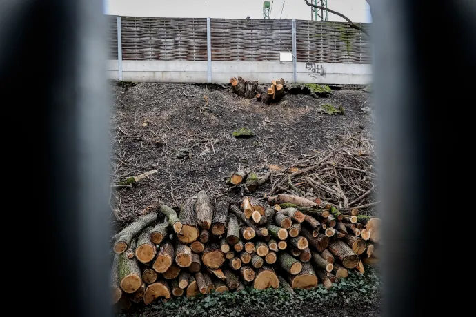A töltésen kivágott fák a lágymányosi szakaszon – Fotó: Huszti István / Telex
