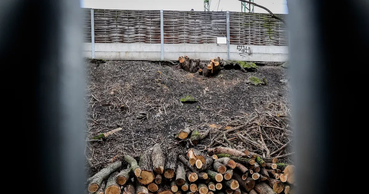 Ismét felzúgtak a láncfűrészek az épülő Déli Körvasútnál
