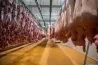 A húsipar tragikus éve: amikor jól megy nekünk, magyar húst eszünk, amikor rosszul, akkor németet