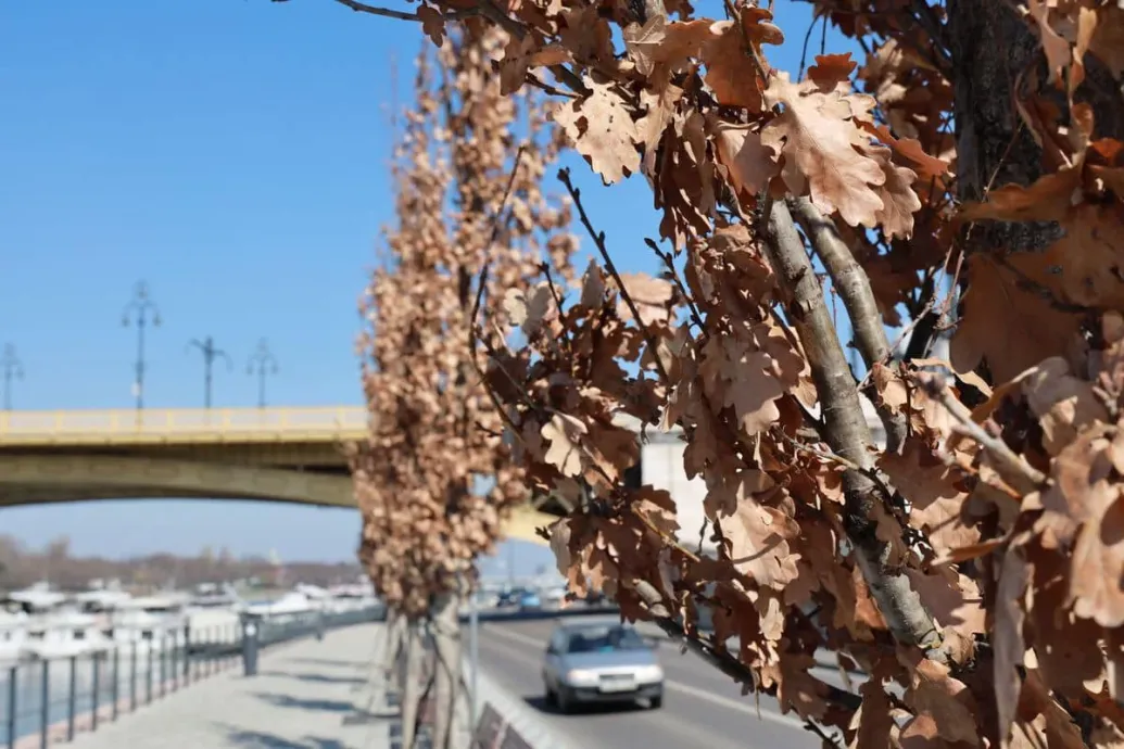 Bardóczi növényélettani egyszereggyel vágott vissza az „elszáradt” rakparti tölgyek miatt aggódó Metropolnak