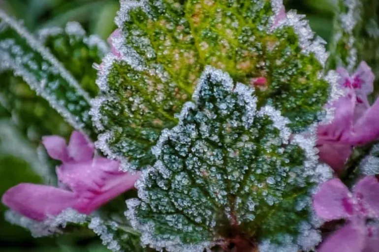 Szerdáig tart a fagyveszély, addig még érdemes lehet megóvni a gyümölcsfákat