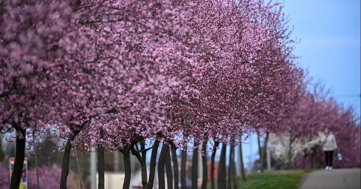 Szeles, kora nyárias idő lesz a hosszú hétvégén