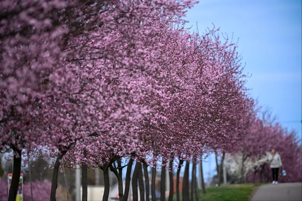 Szeles, kora nyárias idő lesz a hosszú hétvégén
