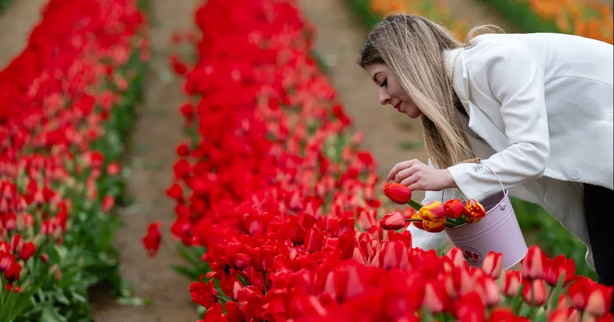Nézegessen varázslatos képeket a kőröshegyi tulipánszüretről!