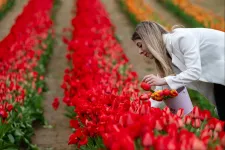 Nézegessen varázslatos képeket a kőröshegyi tulipánszüretről!