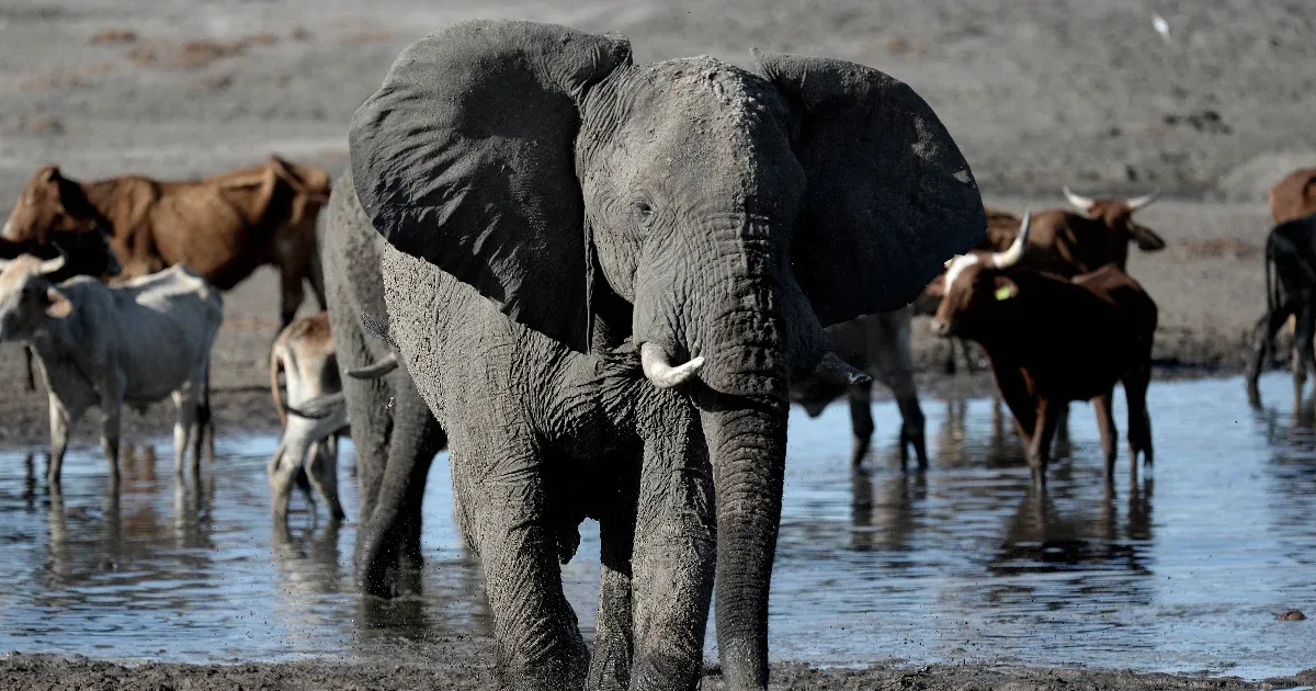 Botswana azzal oldana meg egy politikai vitát Németországgal, hogy húszezer elefántot küld oda