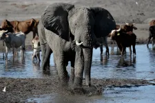 Botswana azzal oldana meg egy politikai vitát Németországgal, hogy húszezer elefántot küld oda