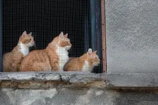 Elítéltek egy francia házaspárt, amely 159 macskát zsúfolt össze 80 négyzetméteren