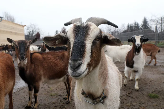 Túlszaporodtak a kecskék, egy olasz település polgármestere ingyen osztja őket