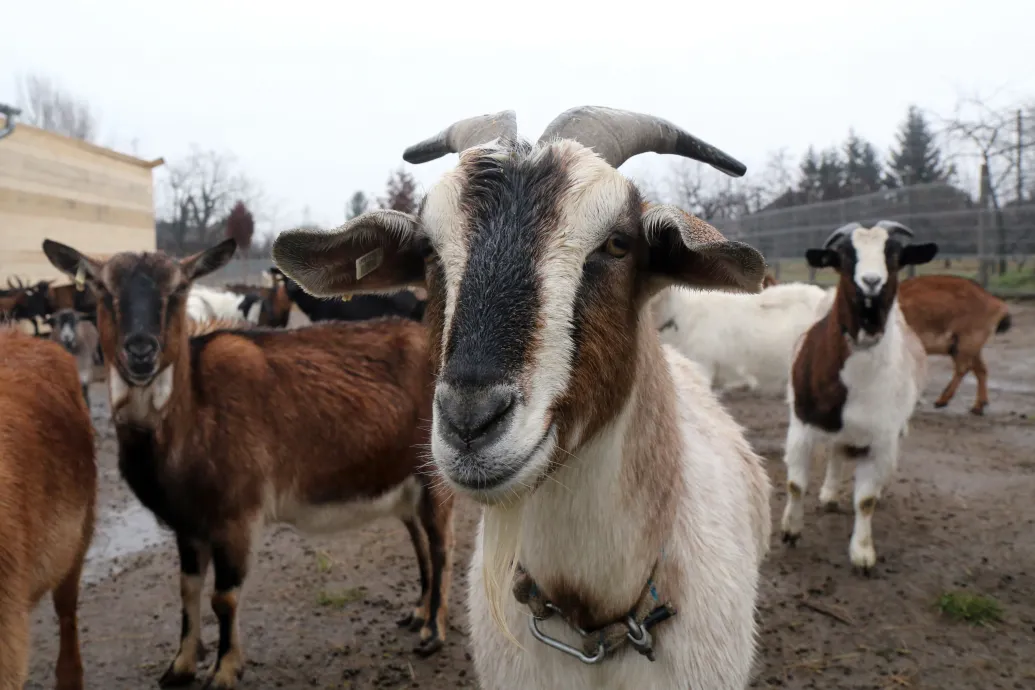 Túlszaporodtak a kecskék, egy olasz település polgármestere ingyen osztja őket