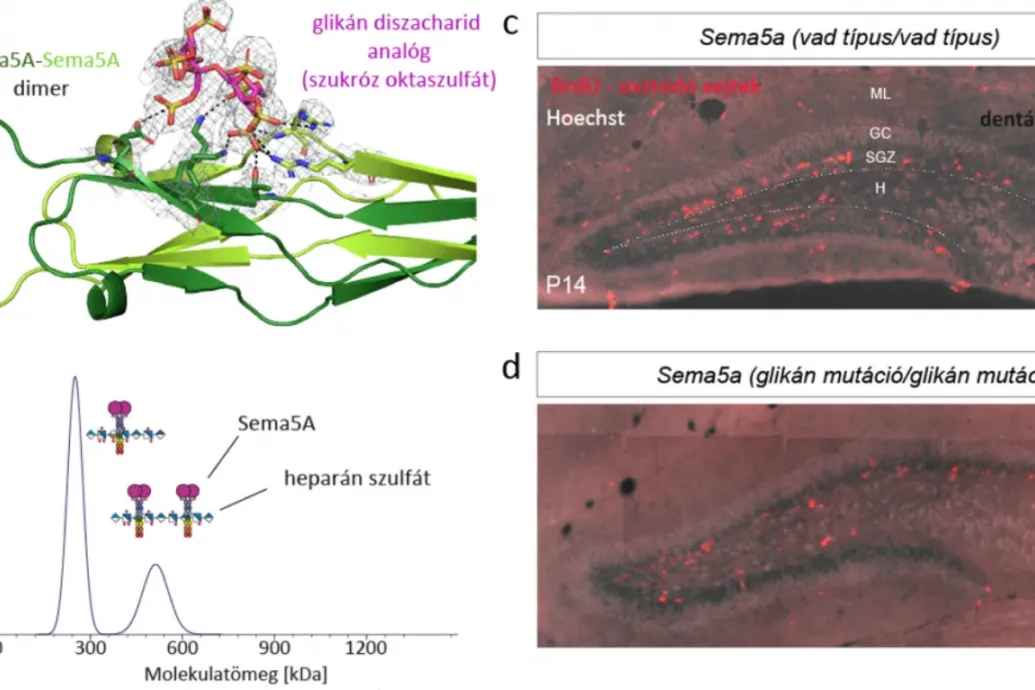 Magyar kutató ért el fontos mérföldkövet a memória kialakulásának megértésében