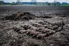 230 kilónyi világháborús gránátot találtak Csép mellett, egy szántóföldön