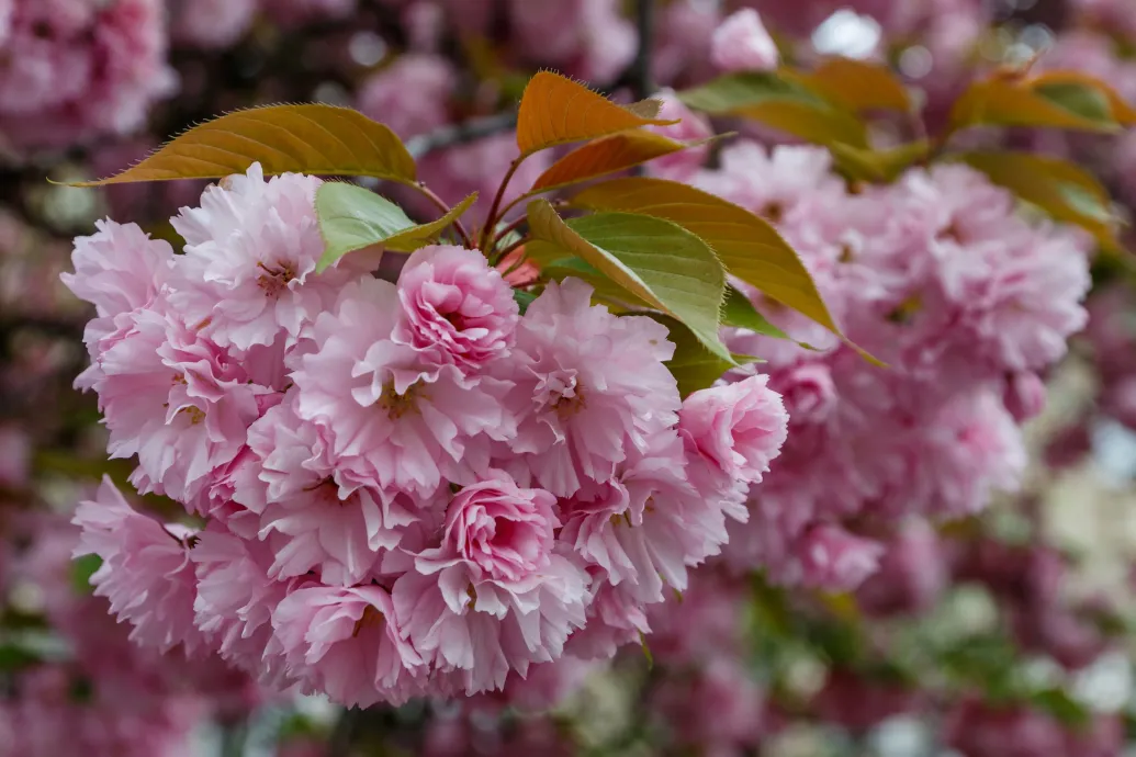 Vasárnap megdőlt a fővárosi melegrekord