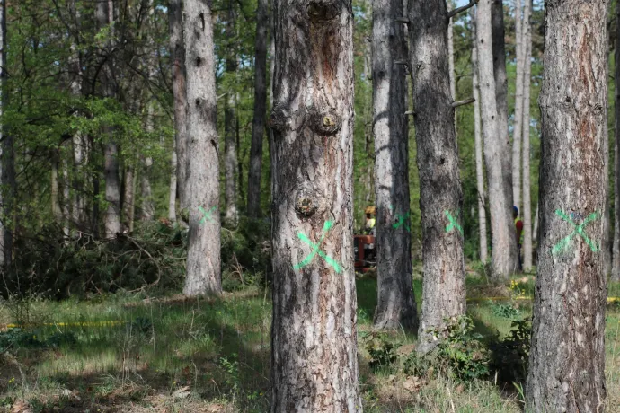 Önkormányzati parkerdőben vágják a fákat Zsombó közepén