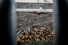Feljelentést tesz a Déli Körvasútnál kivágott fák miatt az újbudai önkormányzat