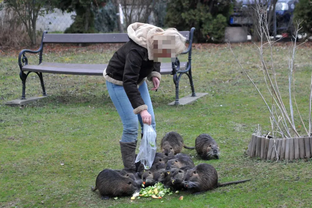 Állatsimogató lett a Lajta-part, de veszélyes lehet a hódpatkány etetése