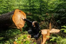 A romániai erdők kiirtásával vádolja a Greenpeace az IKEA-t