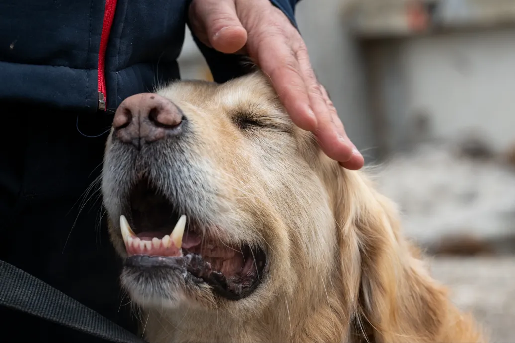 300 kölyköt nemzett a vakvezető golden retriever, most visszavonul