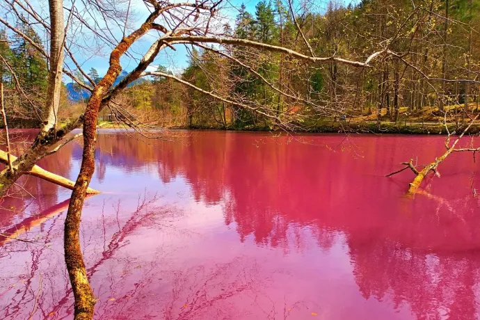 A füsseni lila tó április elején – Fotó: Veronika Lešková