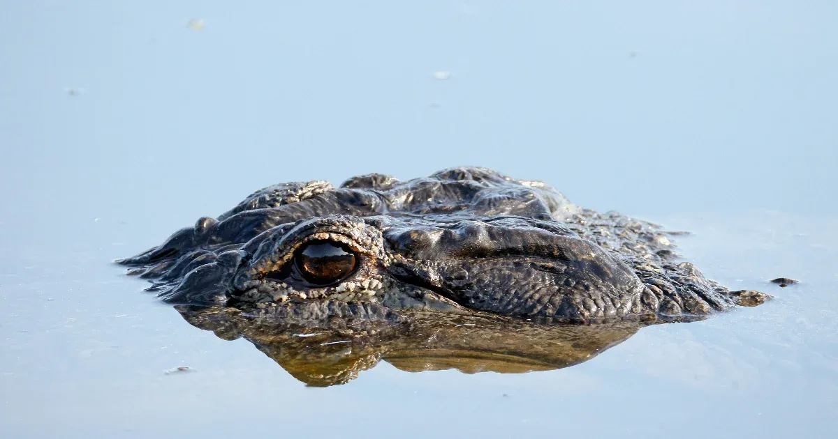 Egy egycentis parazita élt évekig egy nő szemében