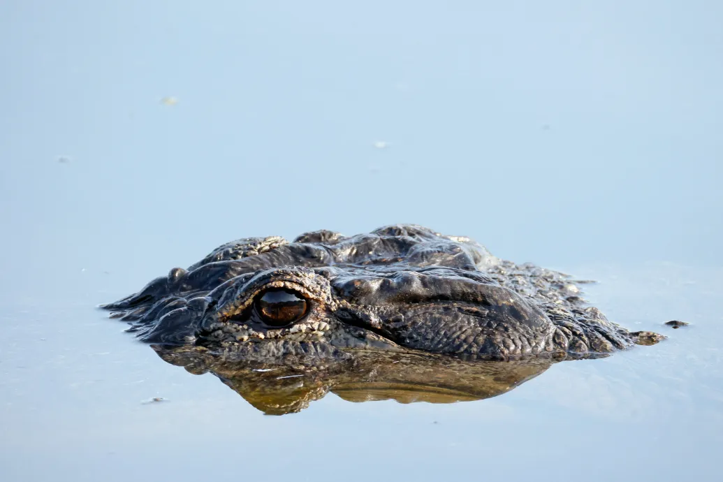 Egy egycentis parazita élt évekig egy nő szemében