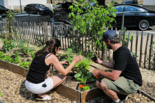 Melyik paradicsom környezetbarátabb, a kiskertből szedett vagy a boltban vett?