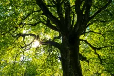 Brüsszeli díjat nyert a Bükk Erdőpark – Kolozsvár zöld tüdeje elnevezésű projekt