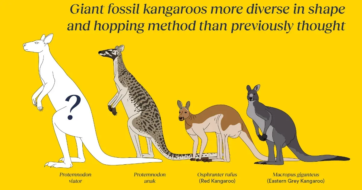 Gigantikus, 170 kilós őskengurufajt azonosítottak Ausztráliában