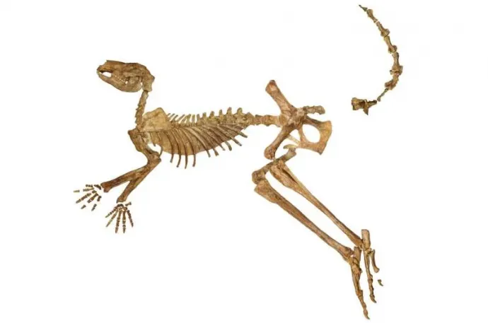 A Protemnodor viator közel teljes csontváza – Forrás: Flinders University