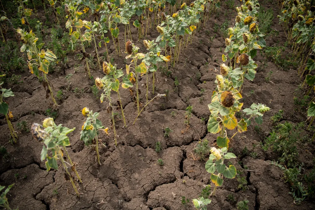 Az agrárkamara szerint vízhiány van a földeken