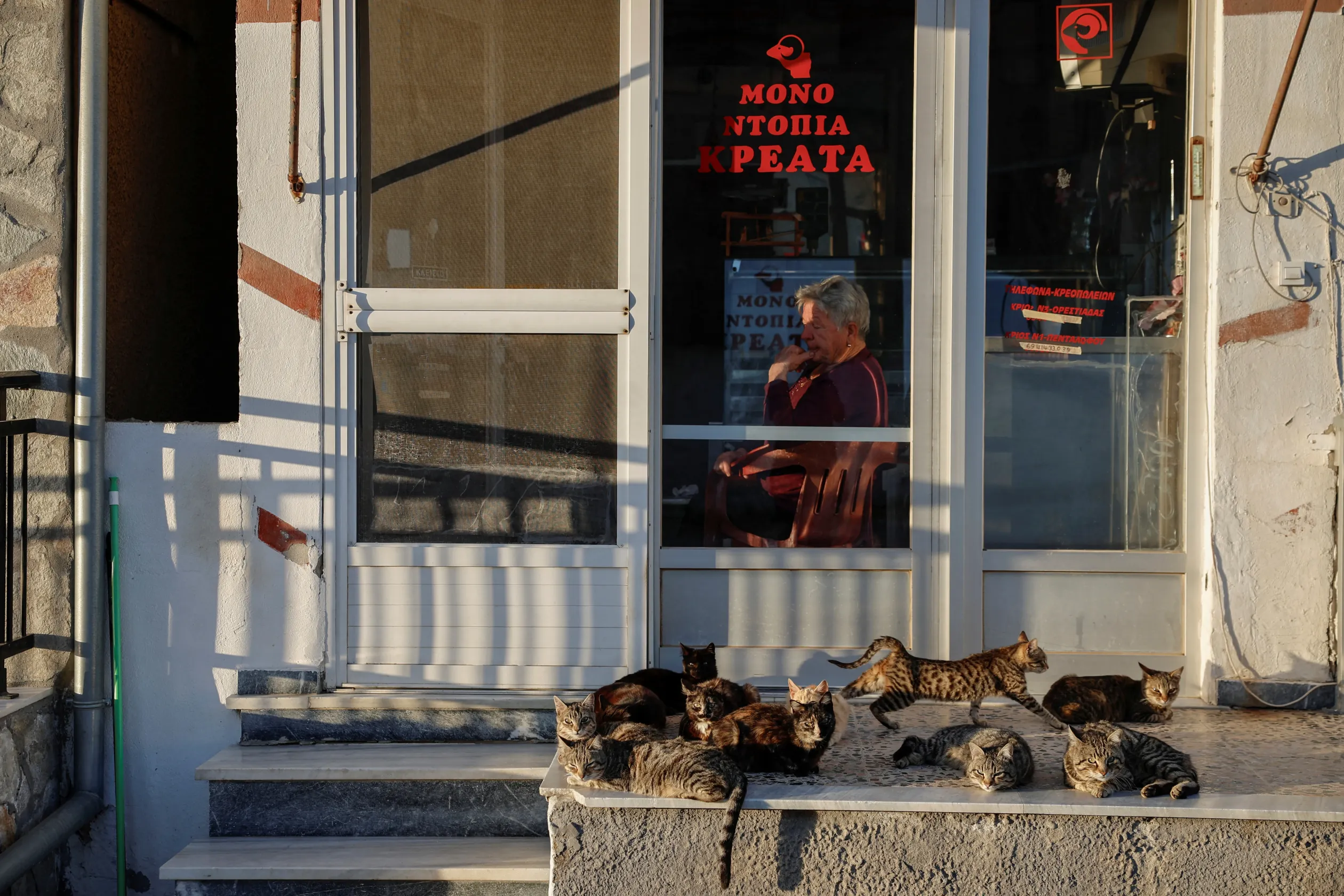 Macskák gyülekeznek egy húsbolt előtt, amely mostanra végleg bezárt, a görögországi Pentálofosz faluban – Fotó: Louisa Gouliamaki / Reuters