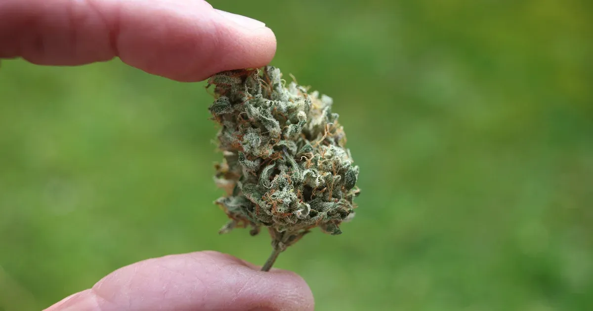 Megfejtették a kutatók, hogy miért okoz éhségérzetet a THC