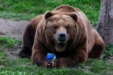 Ez a hétvége sem telt medvetámadás nélkül Szlovákiában