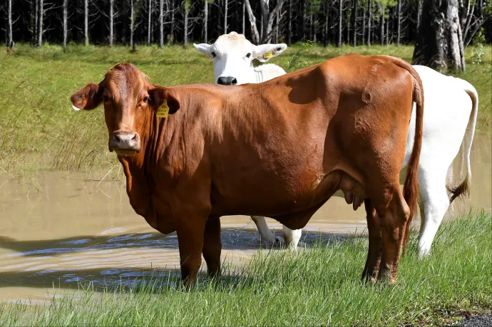 Mind jobban járnánk, ha a tehenek nem szelelnének ennyit